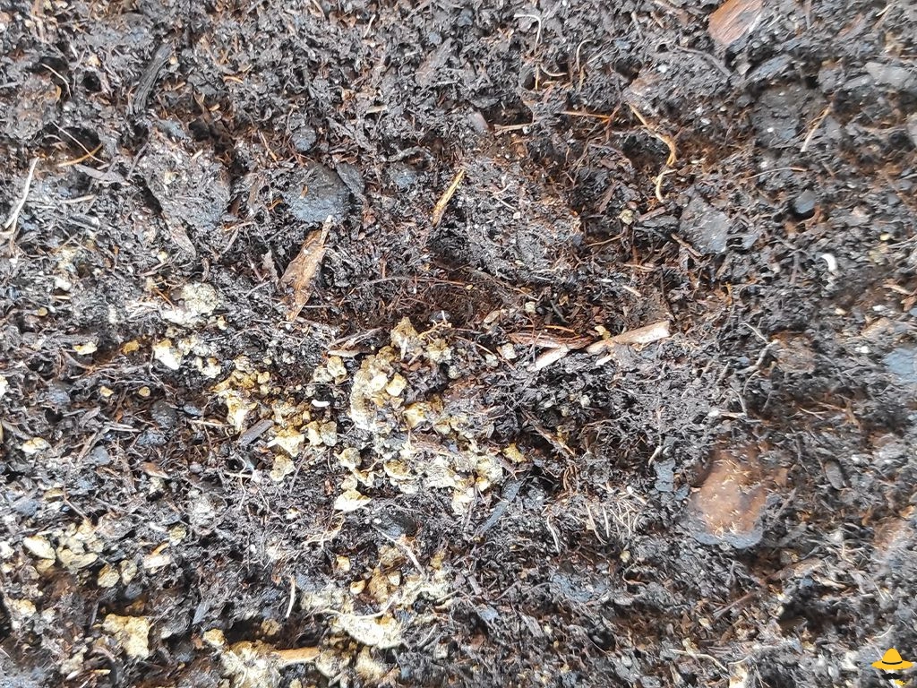 Les animaux du compost