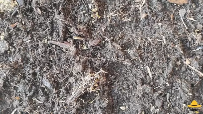 Les animaux du compost