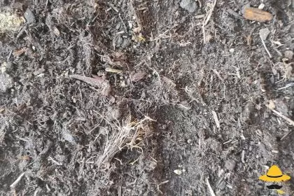 Les animaux du compost