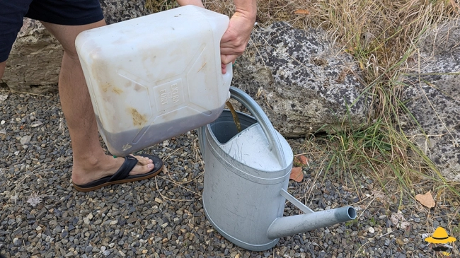 Utiliser l'urine au potager : bienfaits et précautions