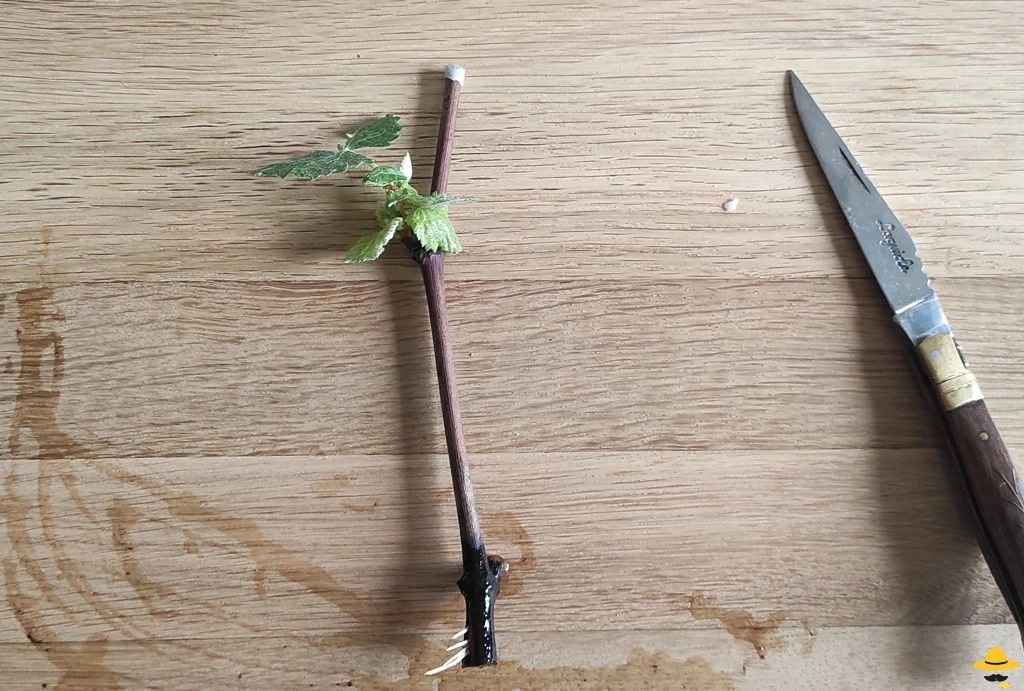 Comment réaliser des boutures de vigne ?