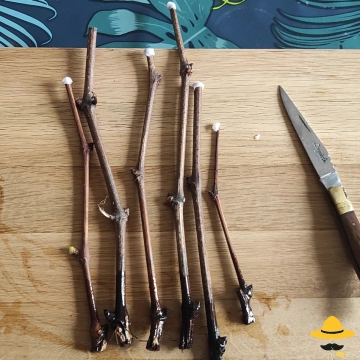 Comment réaliser des boutures de vigne ?