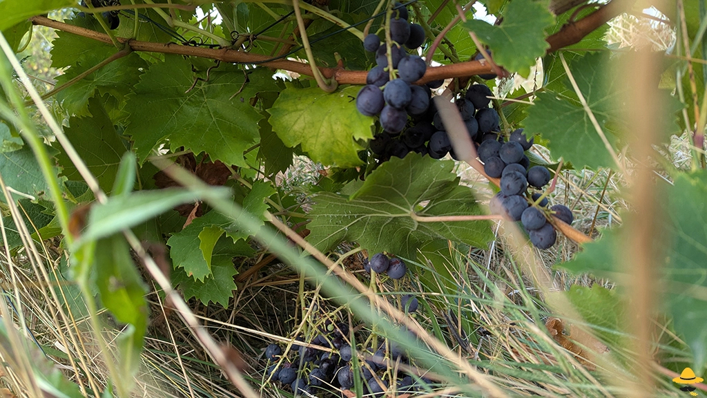 Comment réaliser des boutures de vigne ?
