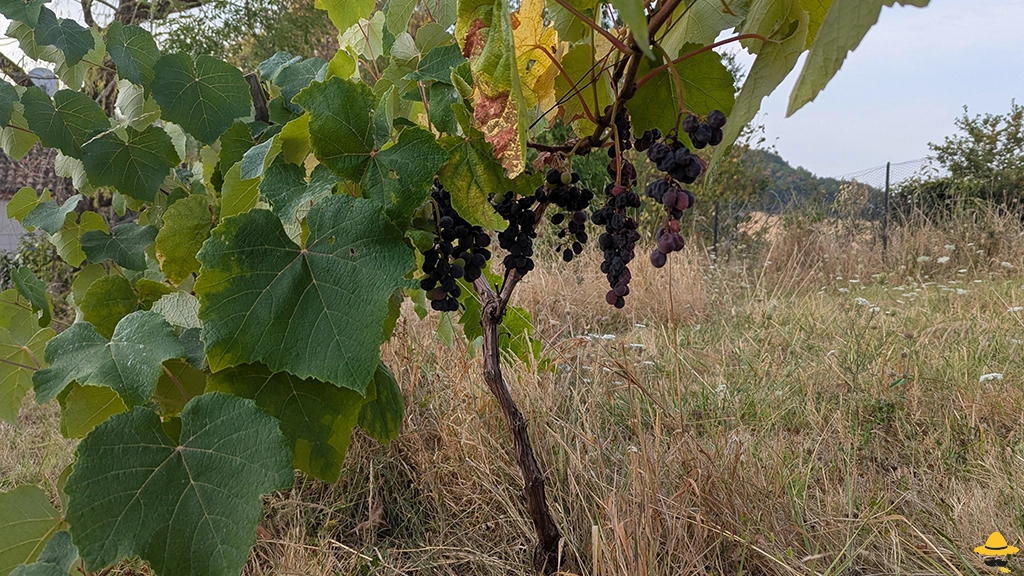 Comment réaliser des boutures de vigne ?