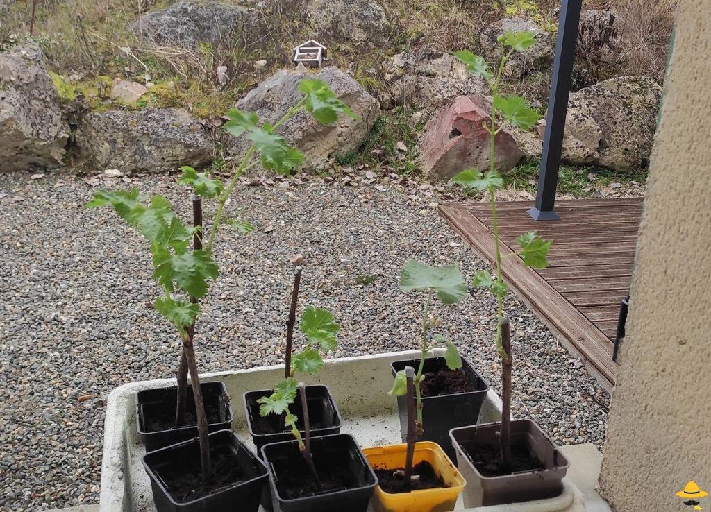 Comment réaliser des boutures de vigne ?