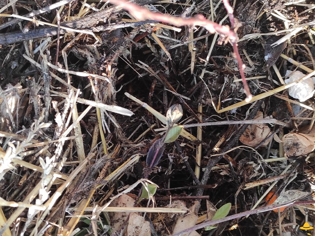 Comment faire et réussir son compost ?