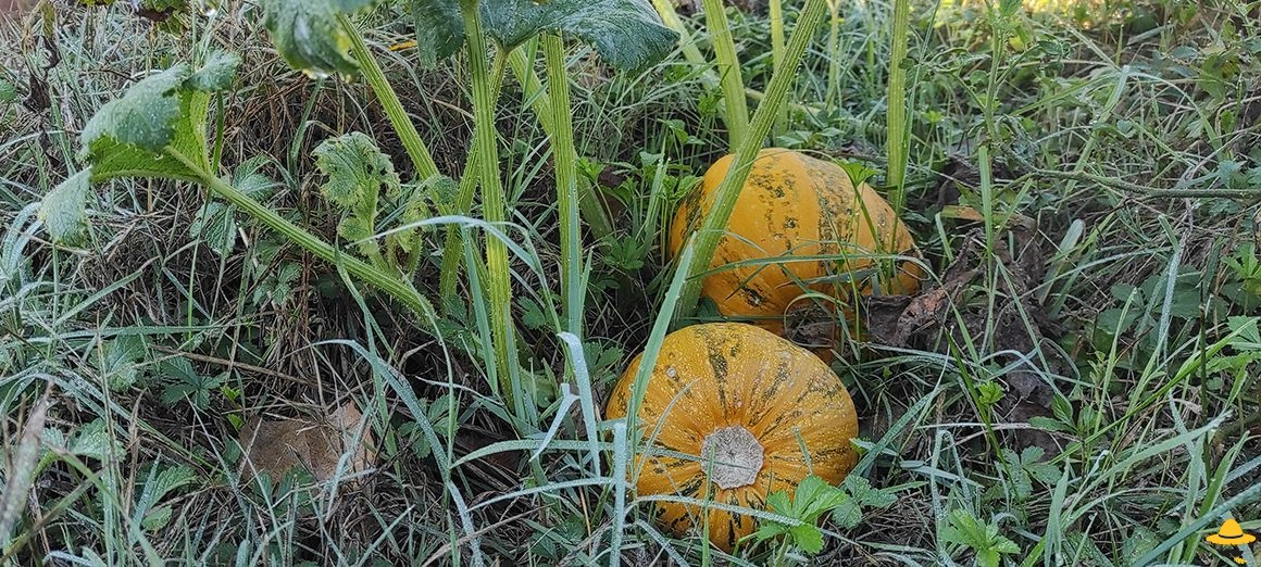 Choisir le bon moment de récolte des courges