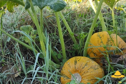 Choisir le bon moment de récolte des courges