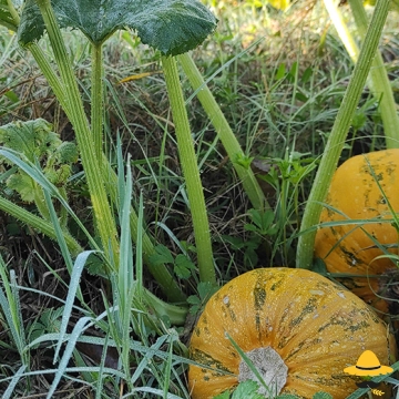 Choisir le bon moment de récolte des courges
