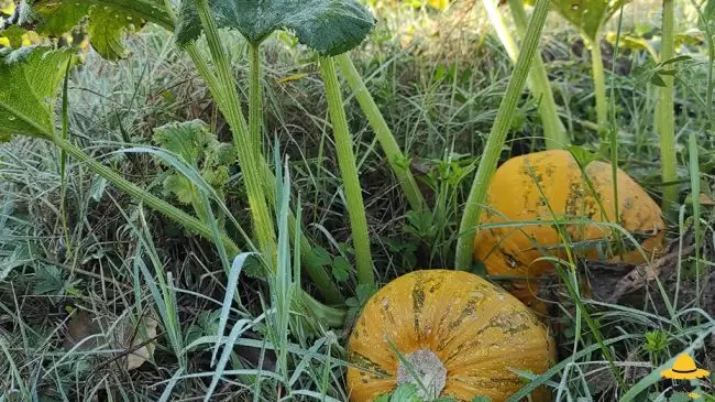 Choisir le bon moment de récolte des courges