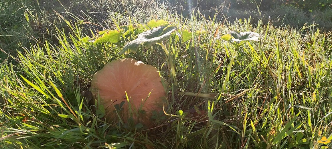 Choisir le bon moment de récolte des courges