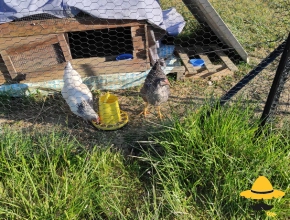 Déménagement des poules dans un nouveau poulailler en mai 2021