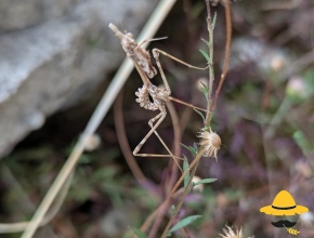 Empusidae ou empuse