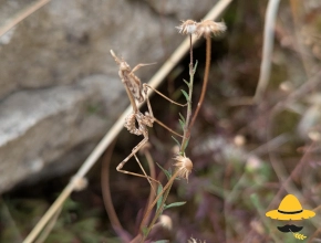 Empusidae ou empuse