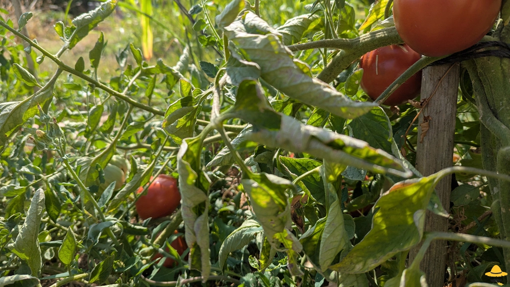 Feuilles de tomates qui s'enroulent et fletrissent