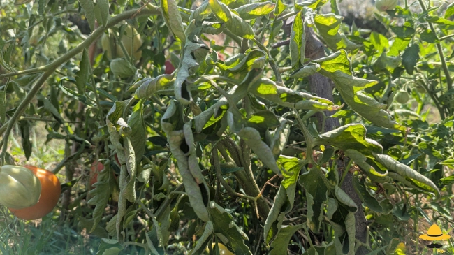 Feuilles de tomates qui s'enroulent et fletrissent