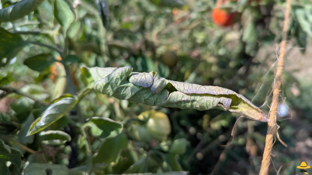 Feuilles de tomates qui s'enroulent et fletrissent