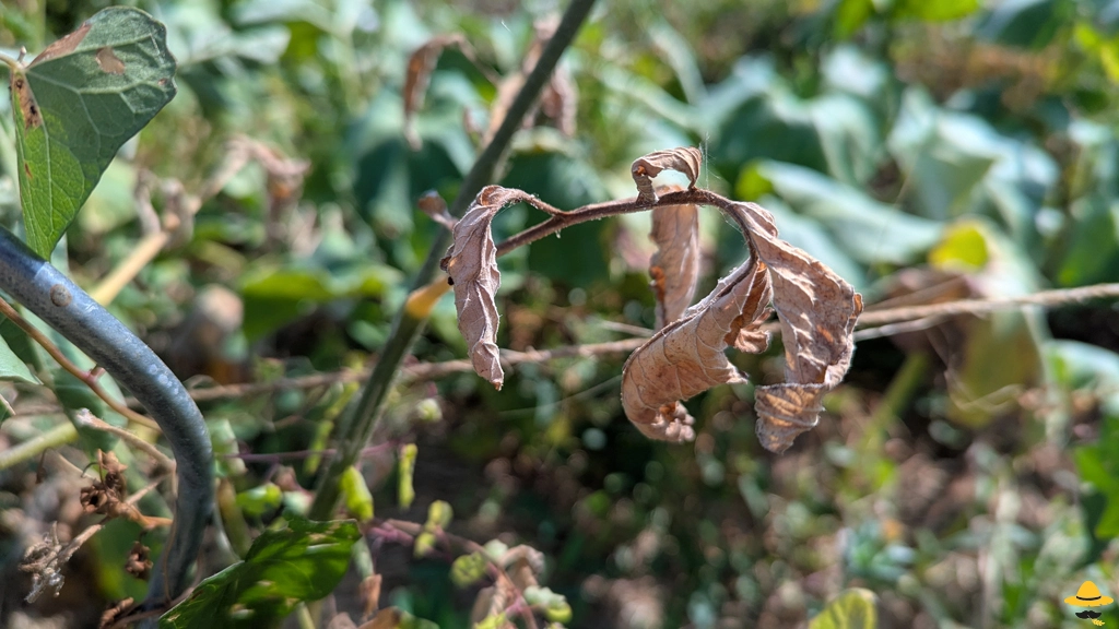 Feuilles de tomates qui s'enroulent et fletrissent