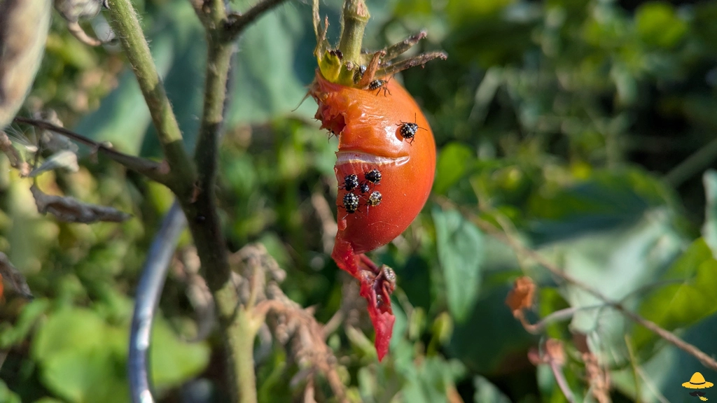 Pourquoi mes tomates sont piquées, trouées ou abîmées ?