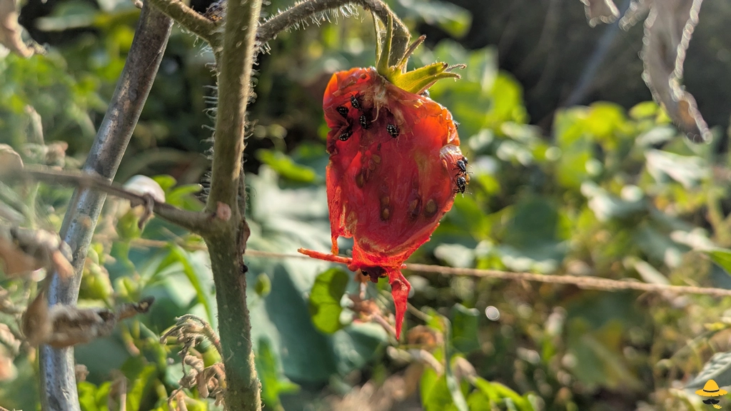 Pourquoi mes tomates sont piquées, trouées ou abîmées ?