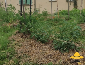 Le potager en 2022