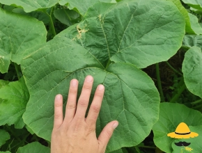 Le potager en 2022