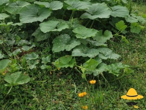 Le potager en 2022