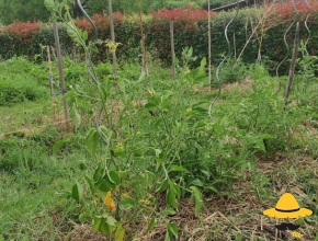 Le potager en 2022