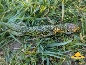 Lézard vert occidental
