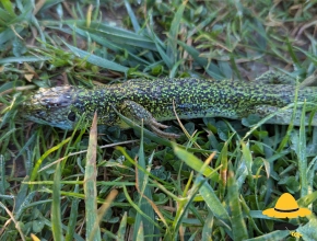 Lézard vert occidental