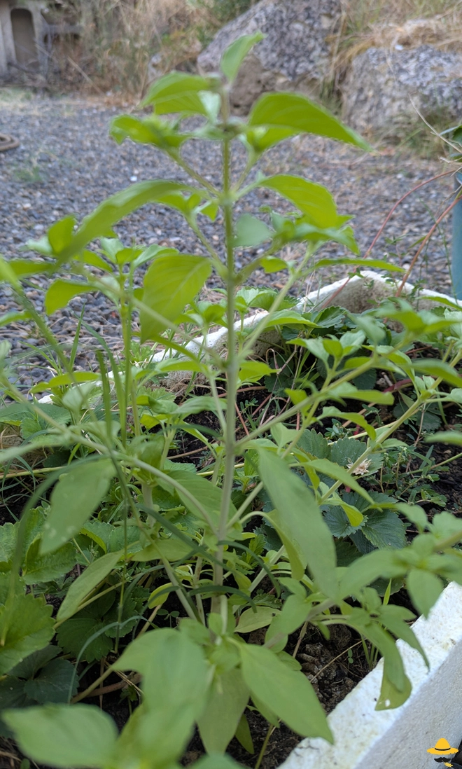 Pourquoi mes tomates sont piquées, trouées ou abîmées ?
