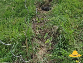 Plantation de courges