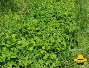Plantation de patates en mai 2021