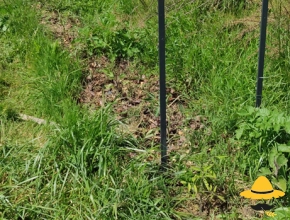 Plantation de tomates et courges