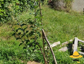Pommier août 2021