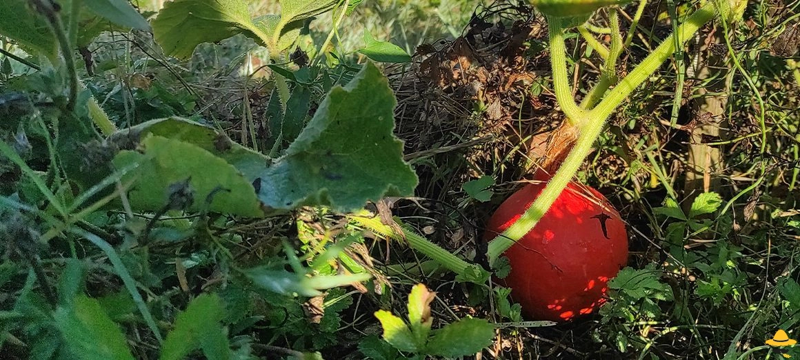Choisir le bon moment de récolte des courges
