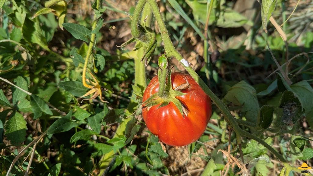 Pourquoi mes tomates sont piquées, trouées ou abîmées ?