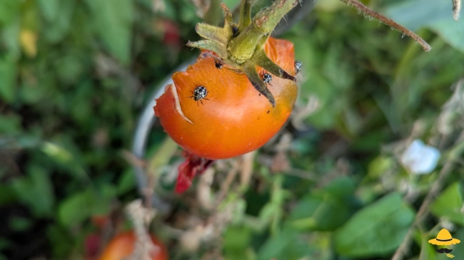 Pourquoi mes tomates sont piquées, trouées ou abîmées ?