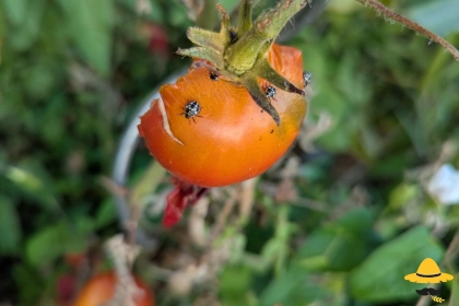 Pourquoi mes tomates sont piquées, trouées ou abîmées ?