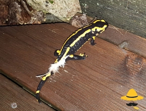Salamandre tachetée