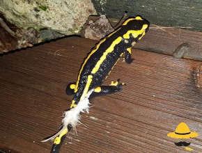 Salamandre tachetée