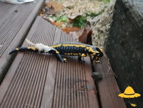 Salamandre tachetée