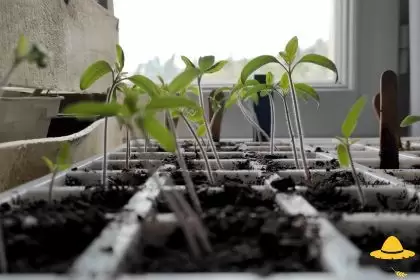 Que semer en Février au potager ?
