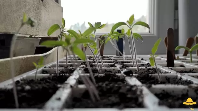 Que semer en Février au potager ?