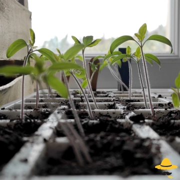 Que semer en Février au potager ?