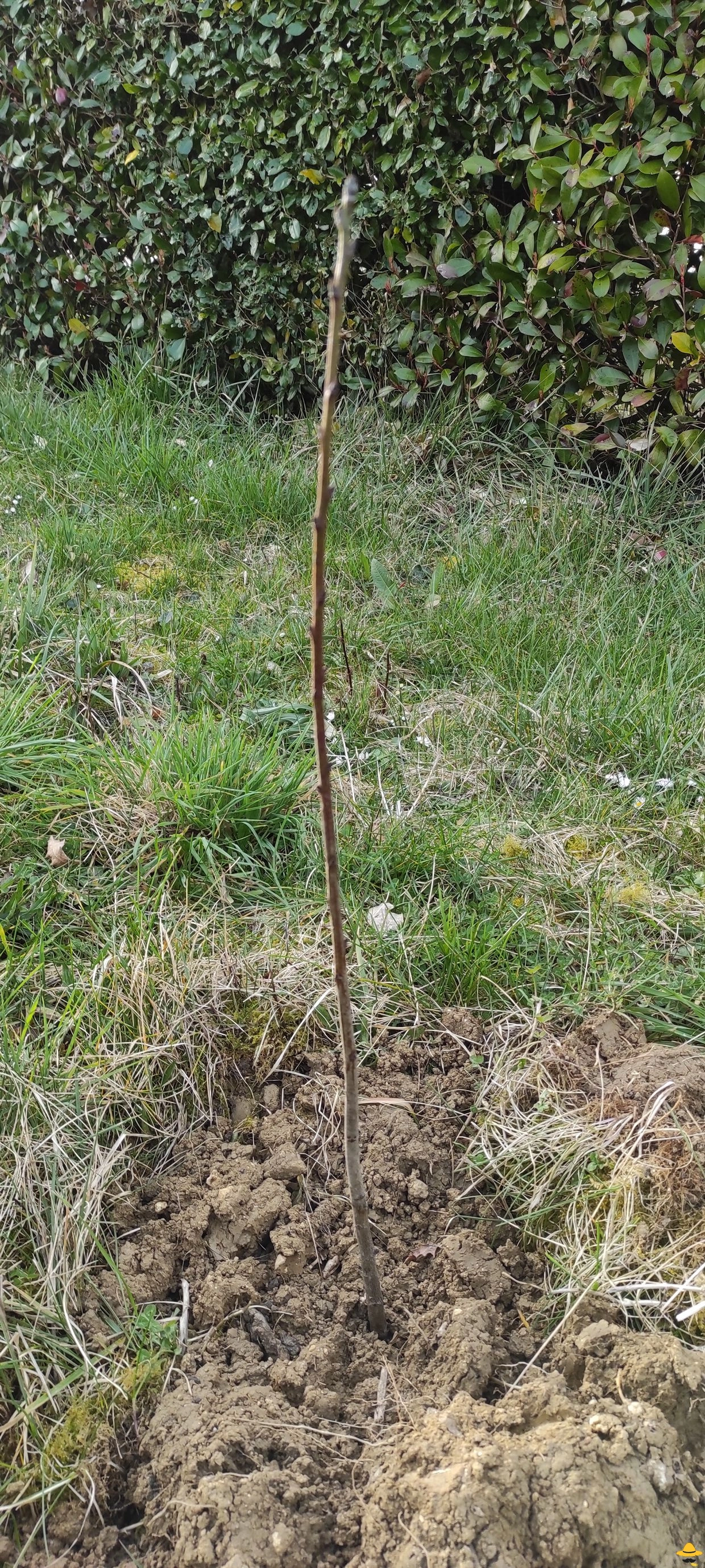 Que semer en Février au potager ?