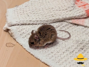 Souris grise