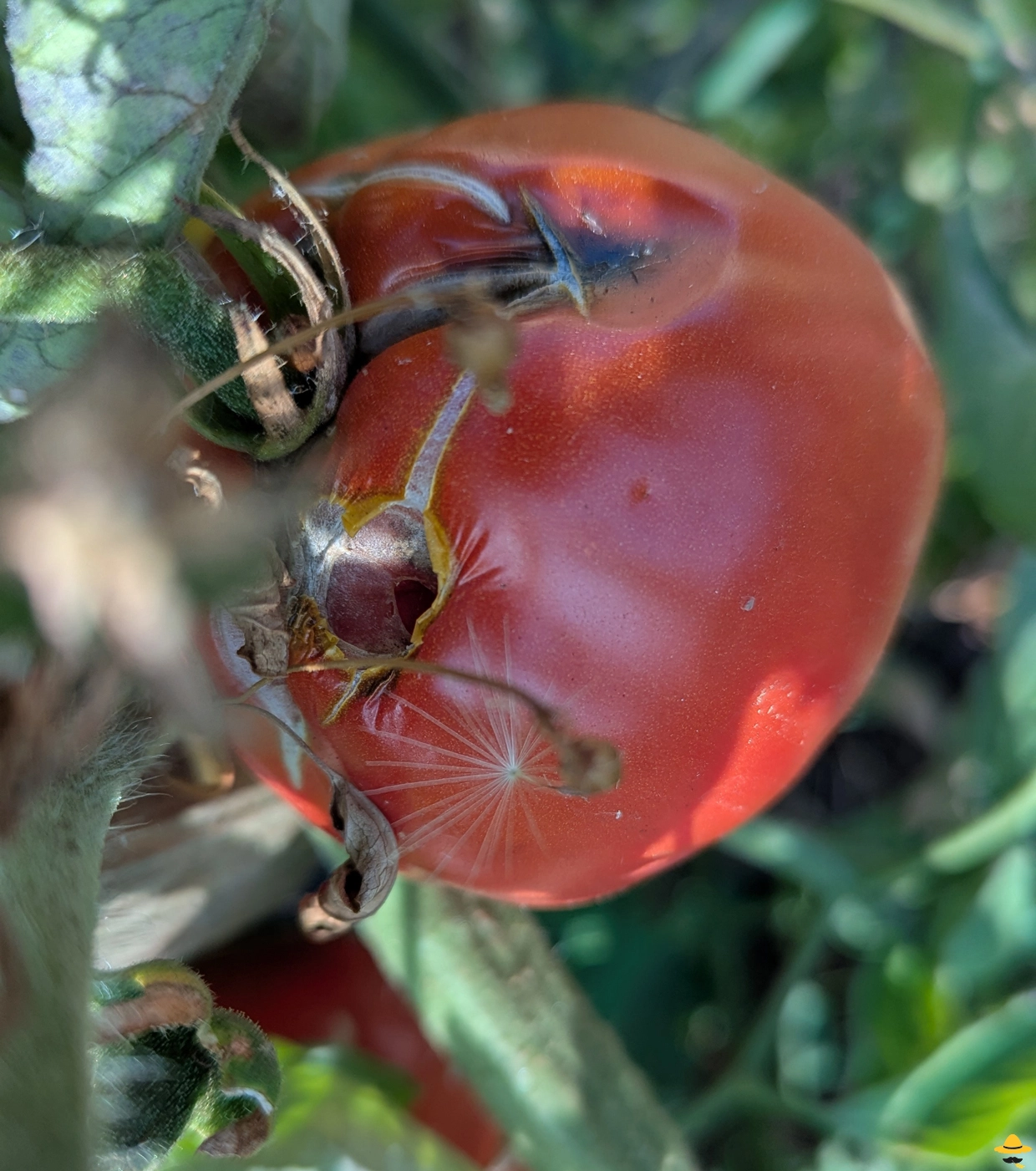 Pourquoi mes tomates sont piquées, trouées ou abîmées ?
