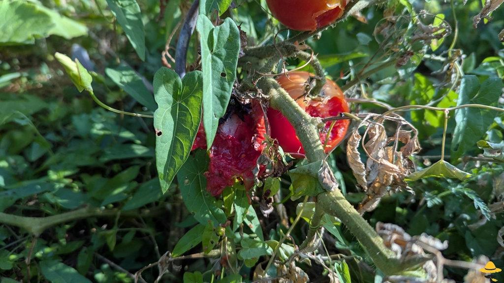 Pourquoi mes tomates sont piquées, trouées ou abîmées ?