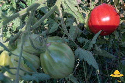 Tomate Liguria : culture, atouts et conseils au potager